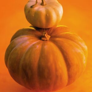 ZUCCHE - S 21 04 159 - 76397