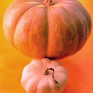 ZUCCHE - S 21 04 163 - 76407
