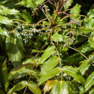 MAHONIA BEALEI - CHINA - BERBERIDACEAE - 765