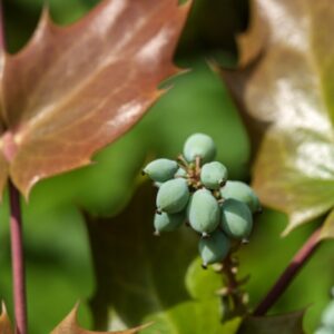 MAHONIA BEALEI - CHINA - BERBERIDACEAE - 770