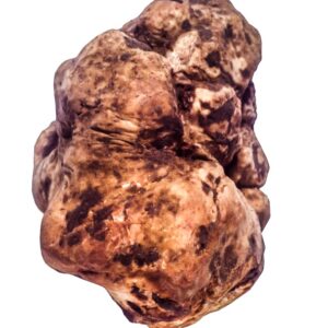 TARTUFO BIANCO - S 275 910 - 78047