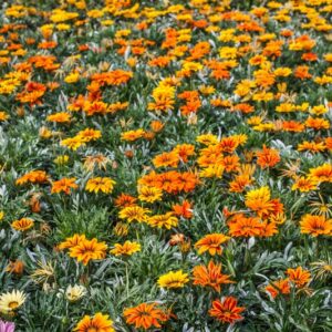 SENECIO CINERARIE - COMPOSITAE - 1152