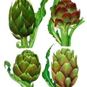 TAVOLA CARCIOFI, CARCIOFO RIVIERA, CARCIOFO VIOLETTO DI TOSCANA, CARCIOFO ROMANO, CARCIOFO TOZZO DI BRETAGNA - 001