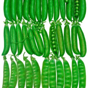 TAVOLA PISELLI, PISELLO RAMPICANTE TELEFONO, PISELLO ALLEGO, PISELLO AUREOLA, PISELLO RAAMPICANTE SAN CRISTOFORO, TACCOLE CARUBY,TACCOLE SUPERMANGIATUTTO