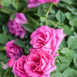 ROSA ROSA ZEPHIRINE DROUHIN - ROSACEAE - 1155