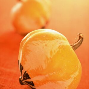 STILL LIFE ZUCCHE - S 2104124 - 4642