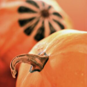 STILL LIFE ZUCCHE - S 2104125 - 4643