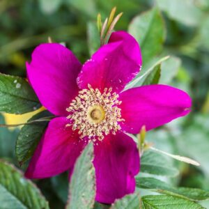 ROSA RUGOSA AMM EMPT - ROSACEAE - 1157