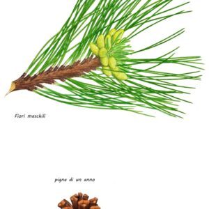 PINO LARICIO O PINO DI CORSICA, PINACEAE - 800