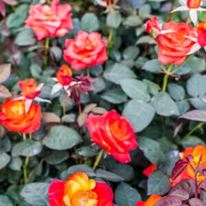 ROSA TEMPI MODERNI - ROSACEAE - 1159