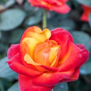 ROSA TEMPI MODERNI - ROSACEAE - 1160