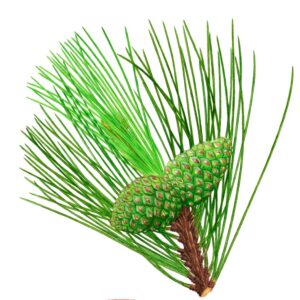 PINO LARICIO O PINO DI CORSICA - 805