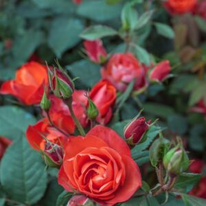 ROSA REVOLUTION - ROSACEAE - 1161