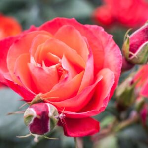 ROSA REVOLUTION - ROSACEAE - 1162