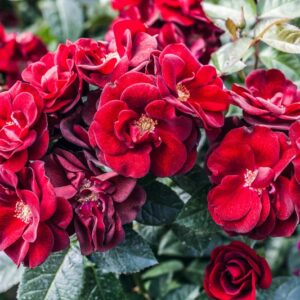 ROSA NOIR DESIRE - ROSACEAE - 1163