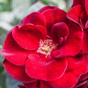 ROSA NOIR DESIRE - ROSACEAE - 1164