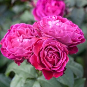 ROSA SCENT OF WOMAN - ROSACEAE - 1165