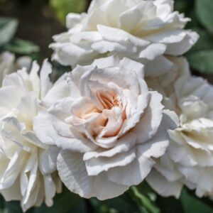 ROSA NISO FUMAGALLI - ROSACEAE - 1166