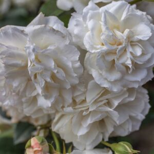 ROSA NISO FUMAGALLI - ROSACEAE - 1167