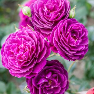 ROSA PURPLE EDEN - ROSACEAE - 1168