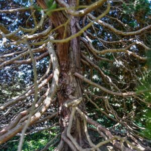 RAMI, PINACEAE - 820