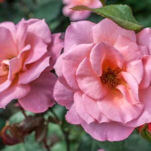 ROSA RITA LEVI MONTALCINI - ROSACEAE - 1171