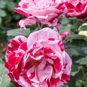 ROSA SCENTIMENTAL - ROSACEAE -1173