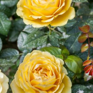 ROSA ROSA COGGIATI STELVIO - ROSACEAE - 1174