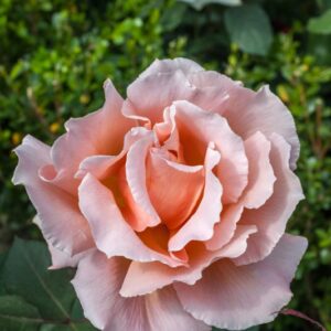 ROSA JUST JOEY - ROSACEAE - 1176