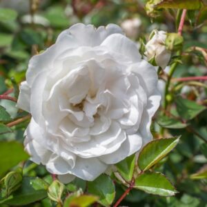 ROSA SEA FOAM - ROSACEAE - 1178