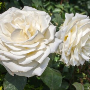 ROSA LETIZIA - ROSACEAE - 1179