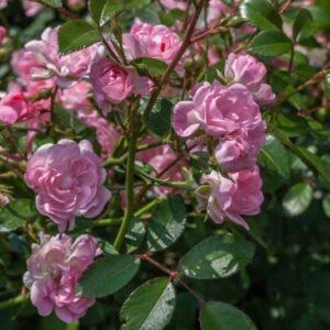 ROSA TESORINO - ROSACEAE - 1181