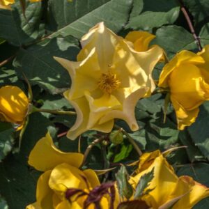 ROSA ALI DORATE - ROSACEAE - 1183