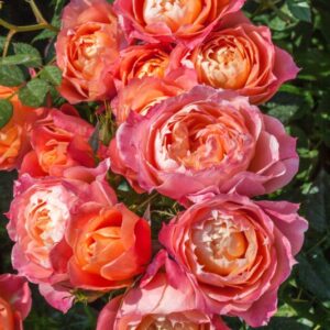 ROSA BRIOSA - ROSACEAE - 1187