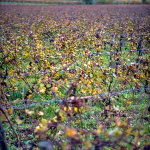 VIGNETI - S 2202271 - 5999