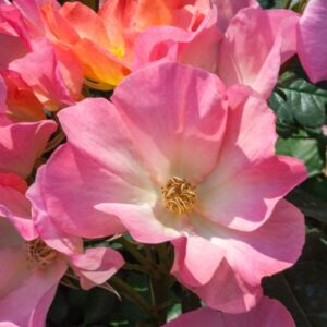 ROSA TRAMONTO ESTIVO - ROSACEAE - 1188