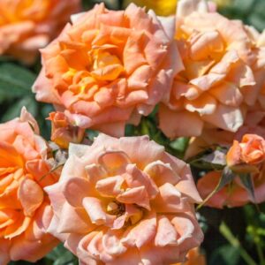 ROSA LUCY - ROSACEAE - 1191