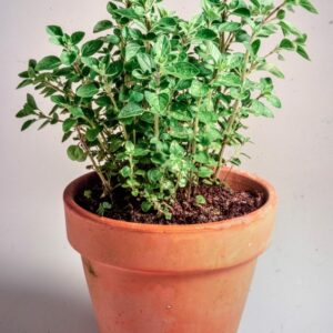 ORIGANO - TS 9980 - 6157