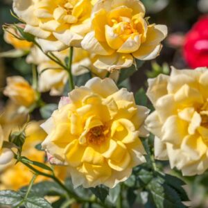 ROSA SERENELLA 99 - ROSACEAE - 1193