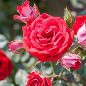 ROSA MAIDY - ROSACEAE - 1194