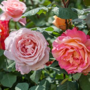 ROSA ROBERTO CAPUCCI - ROSACEAE - 1196