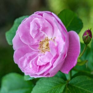 ROSA RUGOSA SARAH VAN FLEET - ROSACEAE - 1199