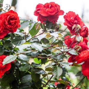 ROSA PORTHOS - ROSACEAE - 1200