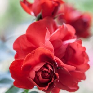 ROSA PORTHOS - ROSACEAE - 1201