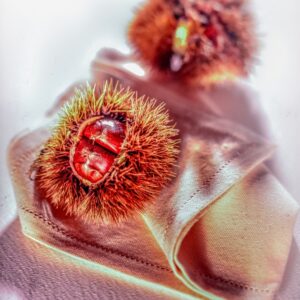 RICCI CASTAGNE - S 55980 - 7412