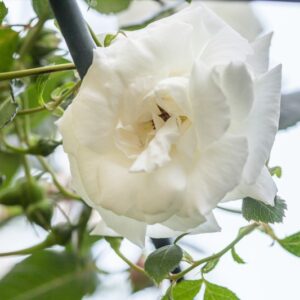 ROSA NEW DAWN - ROSACEAE - 1202