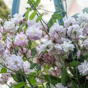 ROSA BREEZE PARFUM - ROSACEAE - 1204