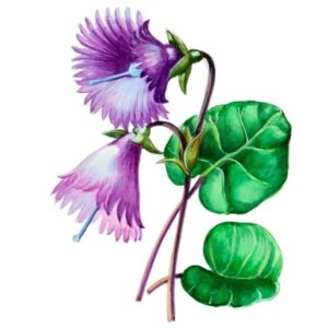 SOLDANELLA ALPINA, PRIMULACEAE - 884