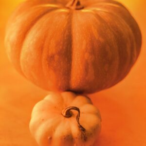 ZUCCHE - S 21040164 - 0036