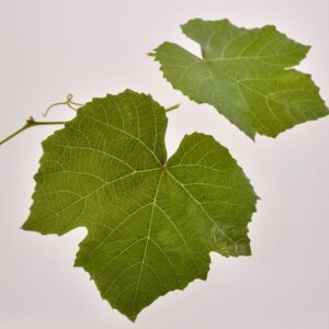 S 0101 FOGLIE DI VITE